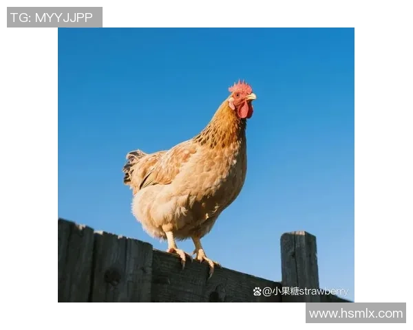 足球球星的宠物鸡成网红 领衔球场外的另类明星生活